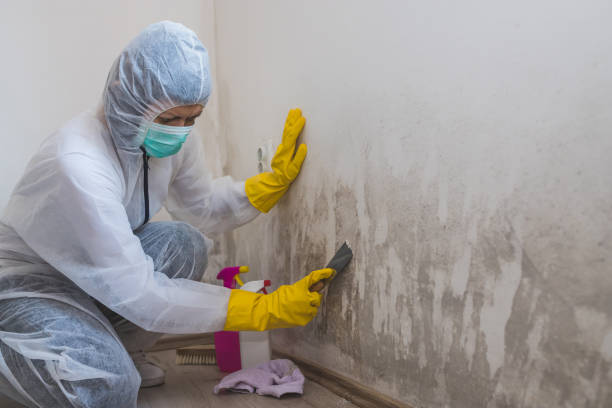 Best Residential Mold Removal  in Porcupine, SD