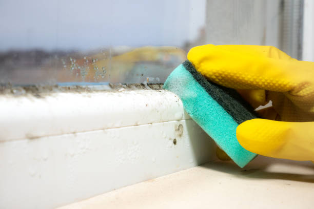 Best Mold Removal Company Near Me  in Porcupine, SD