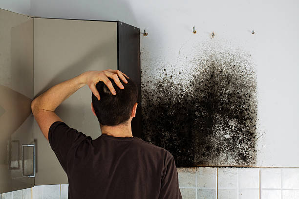Best Professional Mold Removal  in Porcupine, SD