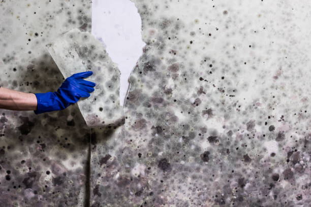 Best Mold Testing  in Porcupine, SD