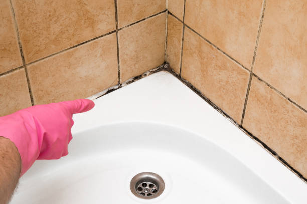 Best Affordable Mold Removal  in Porcupine, SD